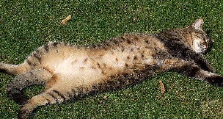 TTouch kat kattenadvies